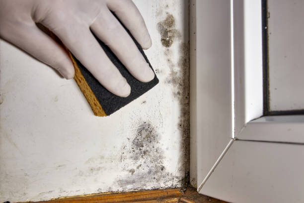 Best Mold Removal for HVAC Installations  in Manhattan, IL