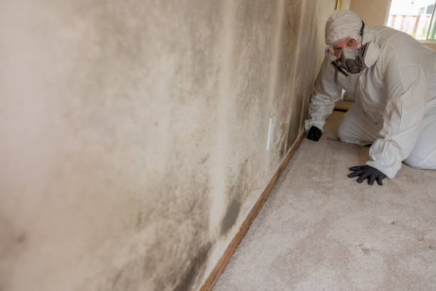 Best Commercial Mold Inspection  in Manhattan, IL